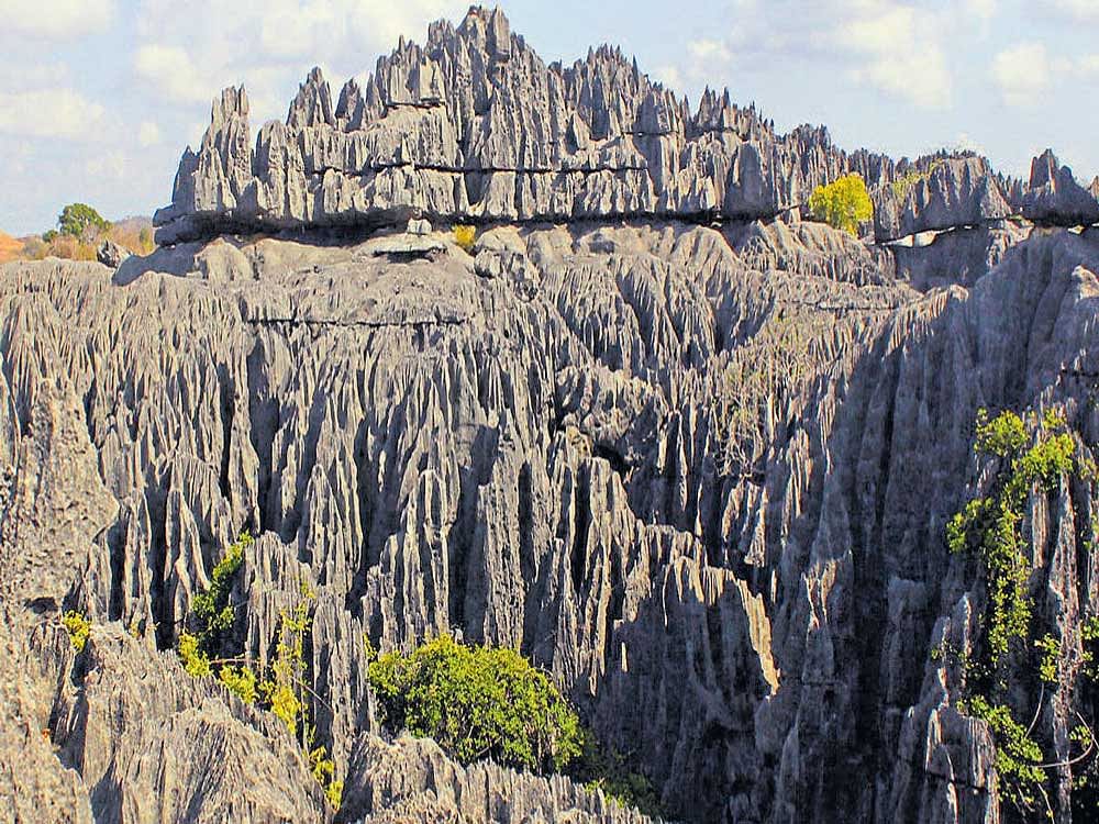 The 'tsingy' or limestone pinnacles in Grands Tsingy de Bemaraha, a national park.