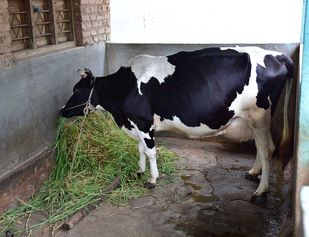 he research is an outcome of samples of beef tested by researchers at the Lala Lajpat Rai university of veterinary and animal sciences in Hisar. The report was forwarded to the government last week. DH File photo
