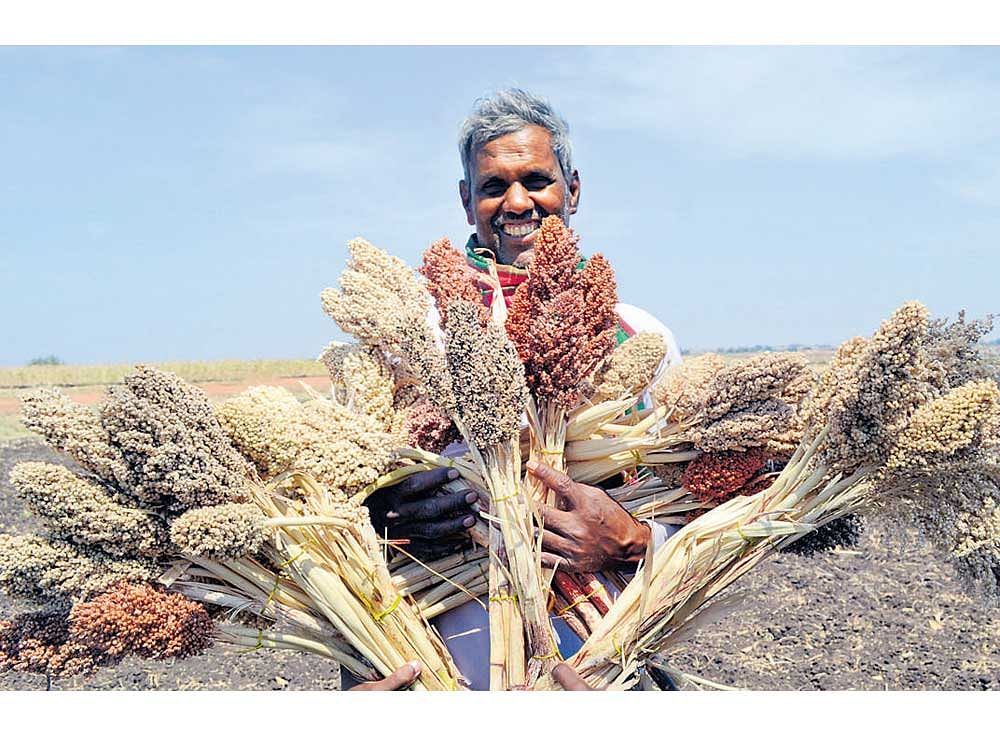 Traditional: Madivalappa Totagi with the jowar varieties grown in his farm near Dharwad. Photo by Author.