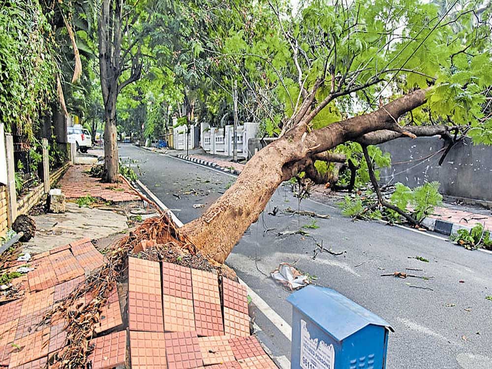 A tree was uprooted at Sadashivanagar following heavy rain on Monday night. DH Photo