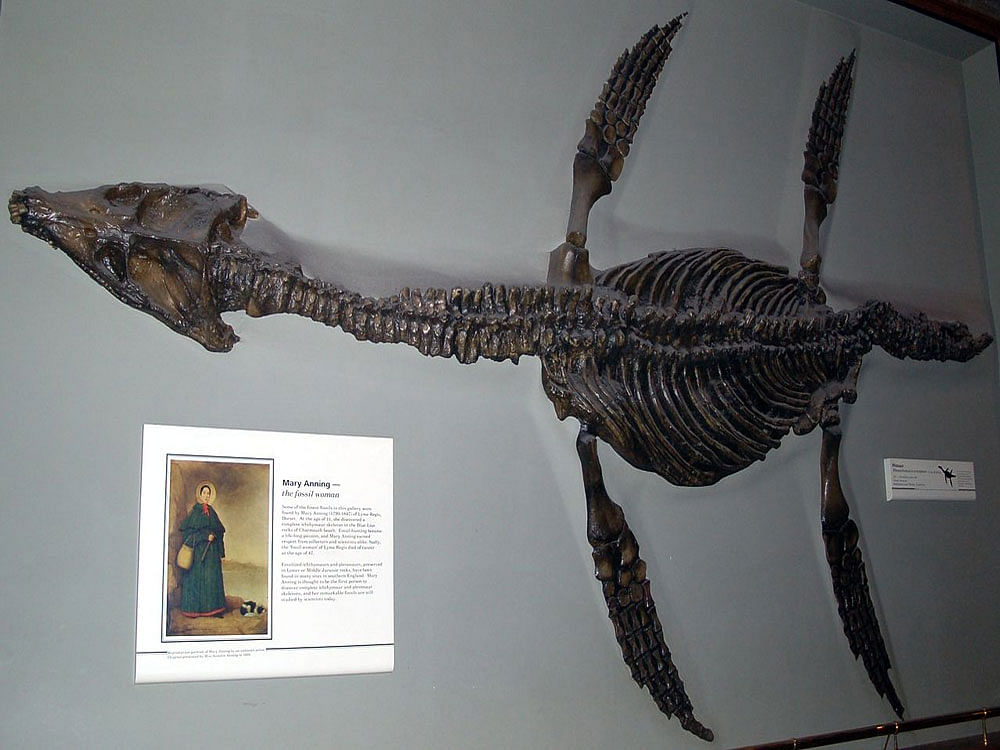 The fossil of a cousin of the newly discovered member of the Pliosauroidea order of marine reptiles. Photo credit: Wikiepdia.