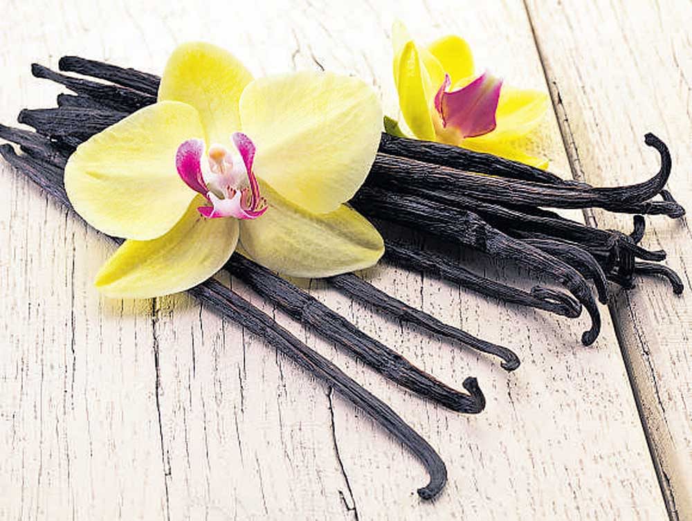 Synthetic vanilla is obtained from chemical extracts of guaiacol and lignin, and it is interesting to know that depending on the food regulations of a country, the source for these chemicals comes from wood pulp, pine bark, petrochemicals and even coal tar!