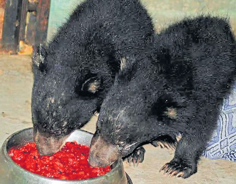 The bear cubs feed on watermelon after being rescued in Pavagad, Tumakuru district. DH photo.