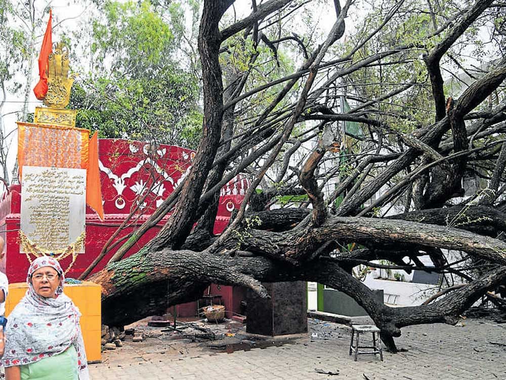 A giant tree inside the compound of Hazrat Syed Muhib Shah Khadri dargah on Cubbonpet main road got uprooted. DH PHOTO/Kishor Kumar Bolar