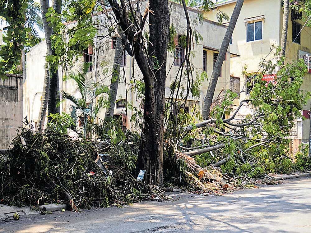 With monsoon approaching, Bengalureans are increasingly concerned about falling trees and branches.