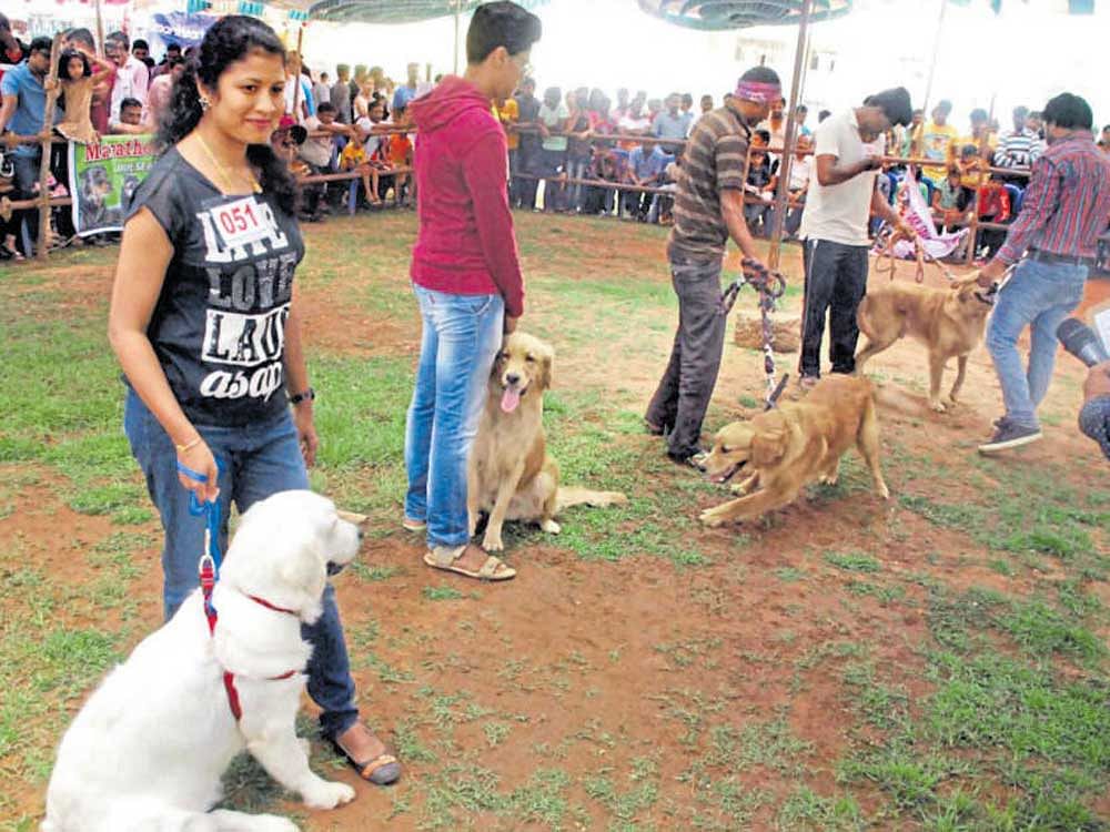 Dogs participating in the 'Dog Show' in Hassan on Sunday.