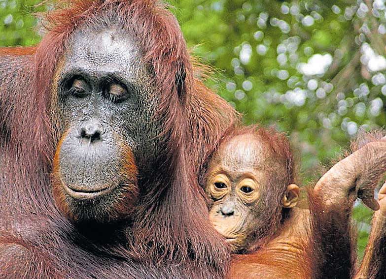 The orangutans' nursing history was recreated by analysing barium, an element absorbed from maternal milk, in their teeth. PHOTO CREDIT: Erin Vogel via NYT