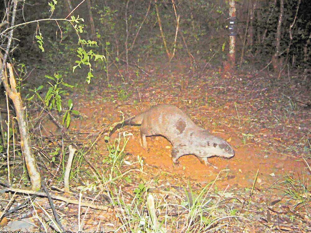 Smooth-coated otter captured by a camera trap.