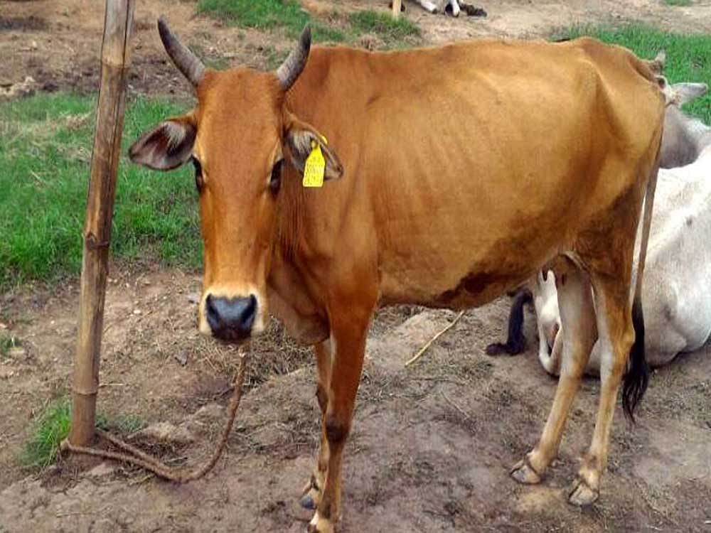 The BJP coalition government in Andhra Pradesh will embark on a pilot project of issuing Aadhaar like unique numbers to cattle from Thursday. The process of linking the Aadhaar number of the farmer or the owner of the cattle at the local veterinary hospital in Amaravati in Guntur district of the state will be launched in the presence of state agriculture minister S.Chandramohan Reddy. Deccan Herald photo