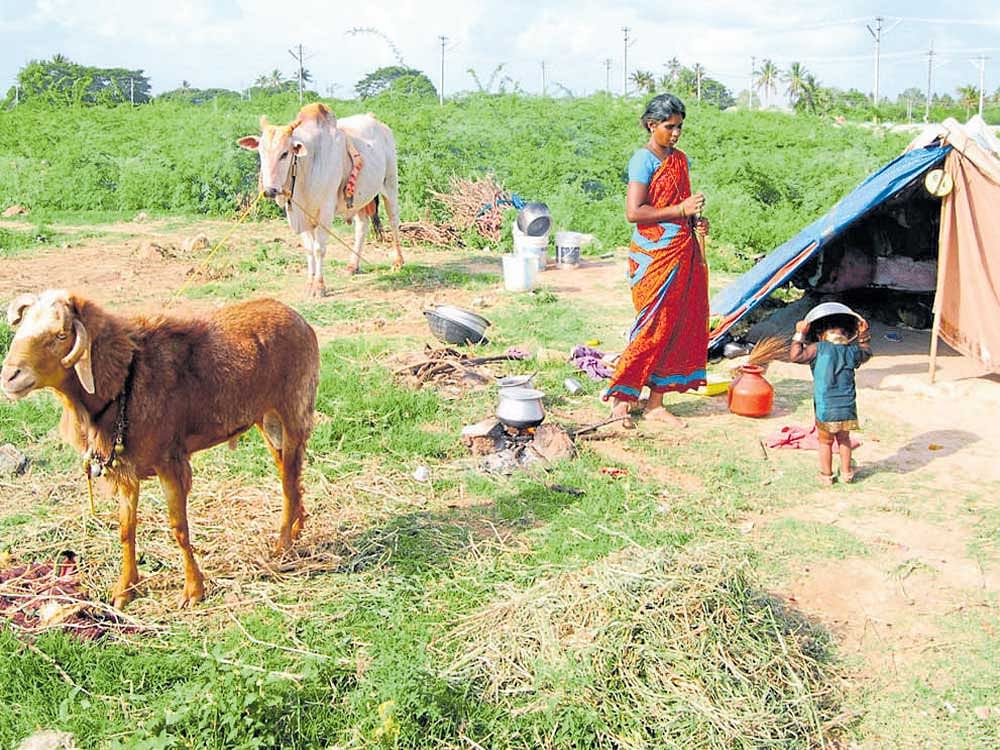 Tribals living on the outskirts of Mandya city.