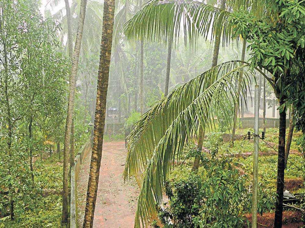 Skymet Weather said several districts in Kerala received showers of varied intensity, with Kochi recording 56 mm rain in the 24 hours between Tuesday and Wednesday morning. File photo
