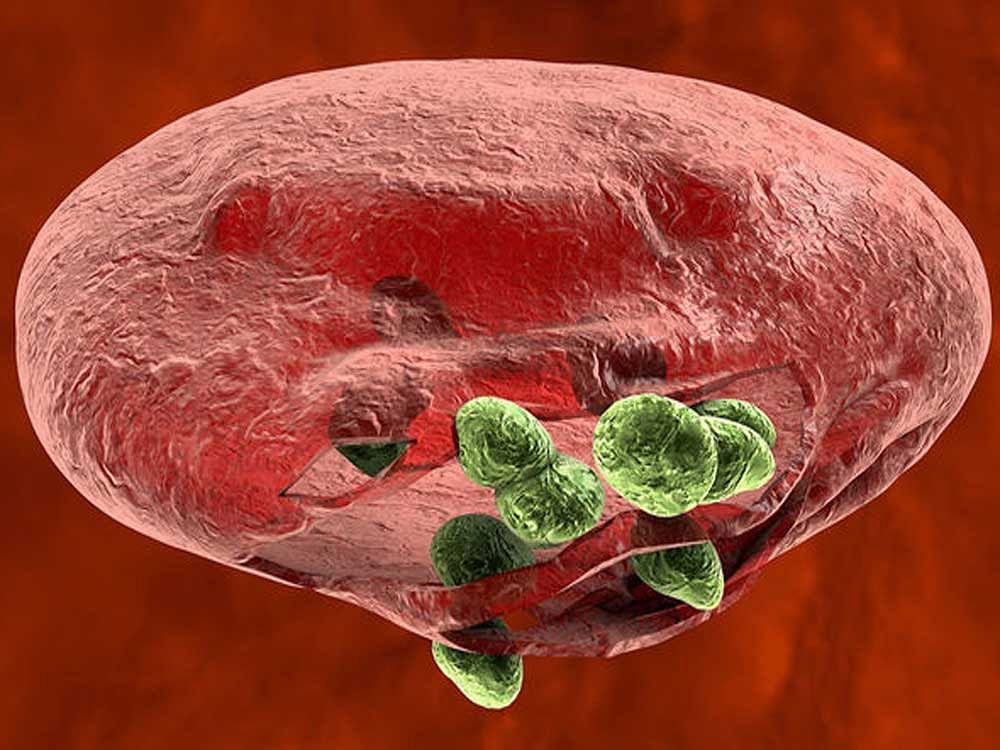 Malaria parasites (green) are killing this red blood cell, but a new study suggests they also damage bone. Courtesy Sciencemag.org