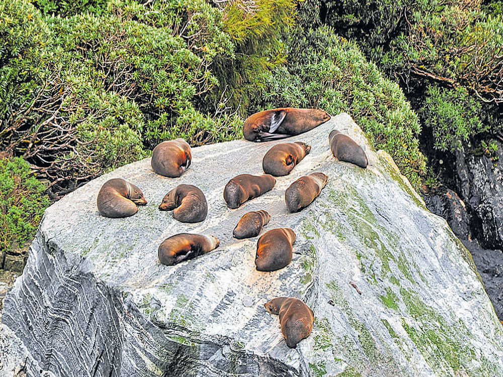 relaxed: Colony of seals lounging on rocks is a common sight in Milford Sound.