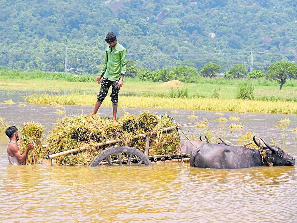 wet harvest: Farmers load their crops onto a bullock cart in a flooded paddy field at Mayong village in the Morigaon district of Assam on Tuesday. REUTERS