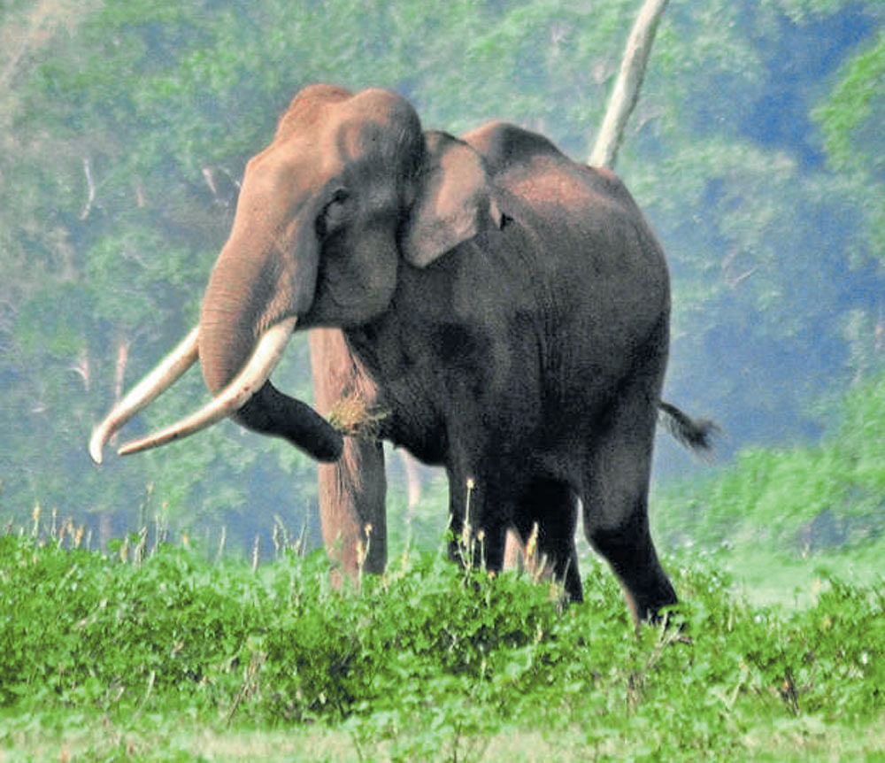 Local politician and chairman of Smt Nandini Satpathy Memorial Trust (SNSMT)) Suparno Satpathy, said the people of Masania village under Khadagprasad gram panchayat were panic struck for the past two days as a herd of elephant had wandered into their villages. File Photo
