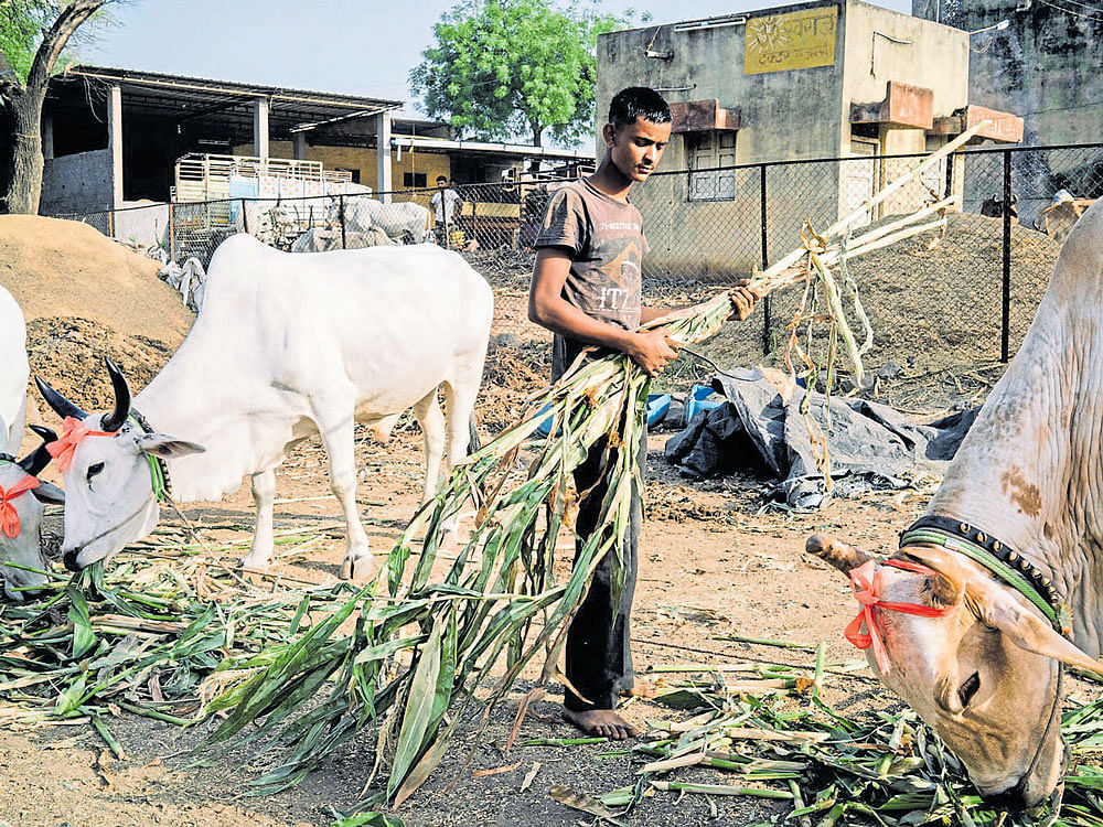 A man feeds sugarcane leaves to cows at a cattle market in Savda, Maharashtra. New regulations on cattle slaughter, issued last month by the Centre, would require any person selling livestock to produce a written guarantee that it won't be slaughtered. NYT file photo.