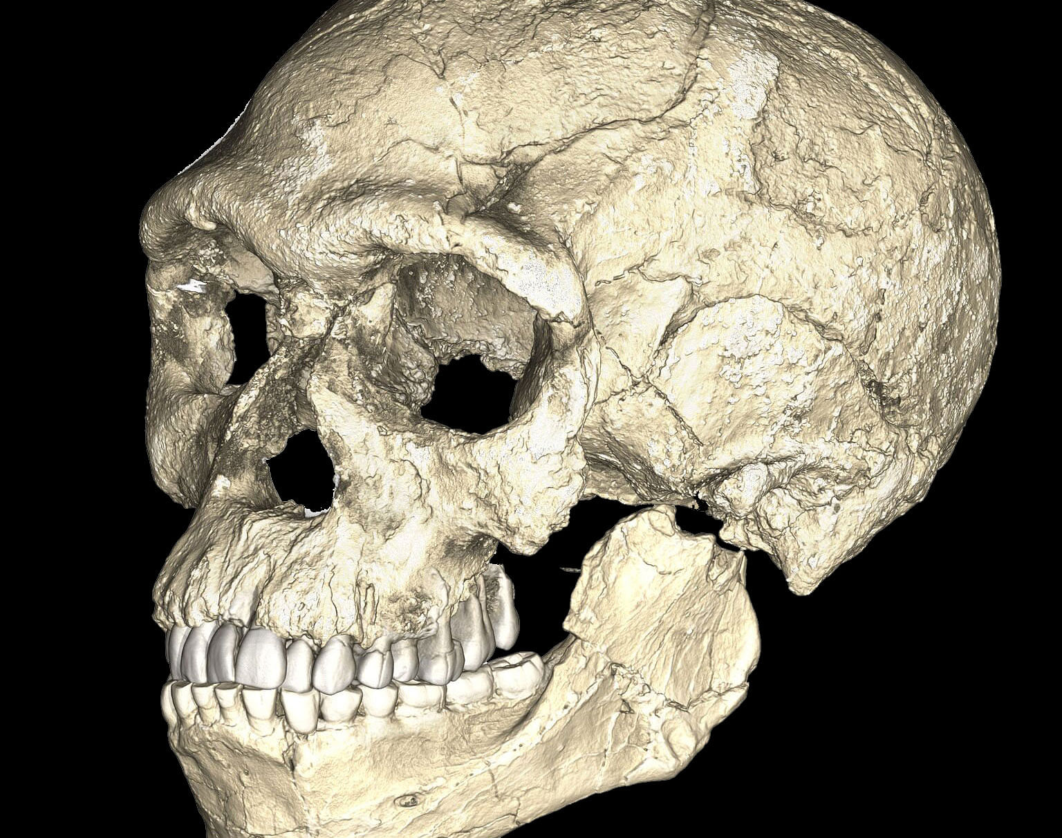 A composite reconstruction of the earliest known Homo sapiens fossils from Jebel Irhoud in Morocco, based on micro computed tomographic scans of multiple original fossils, is shown in this undated handout photo obtained by Reuters June 7, 2017. Dated to 300 thousand years ago these early Homo sapiens already have a modern-looking face that falls within the variation of humans living today. However, the archaic-looking braincase indicates that brain shape, and possibly brain function, evolved within the Homo sapiens lineage. Reuters photo.