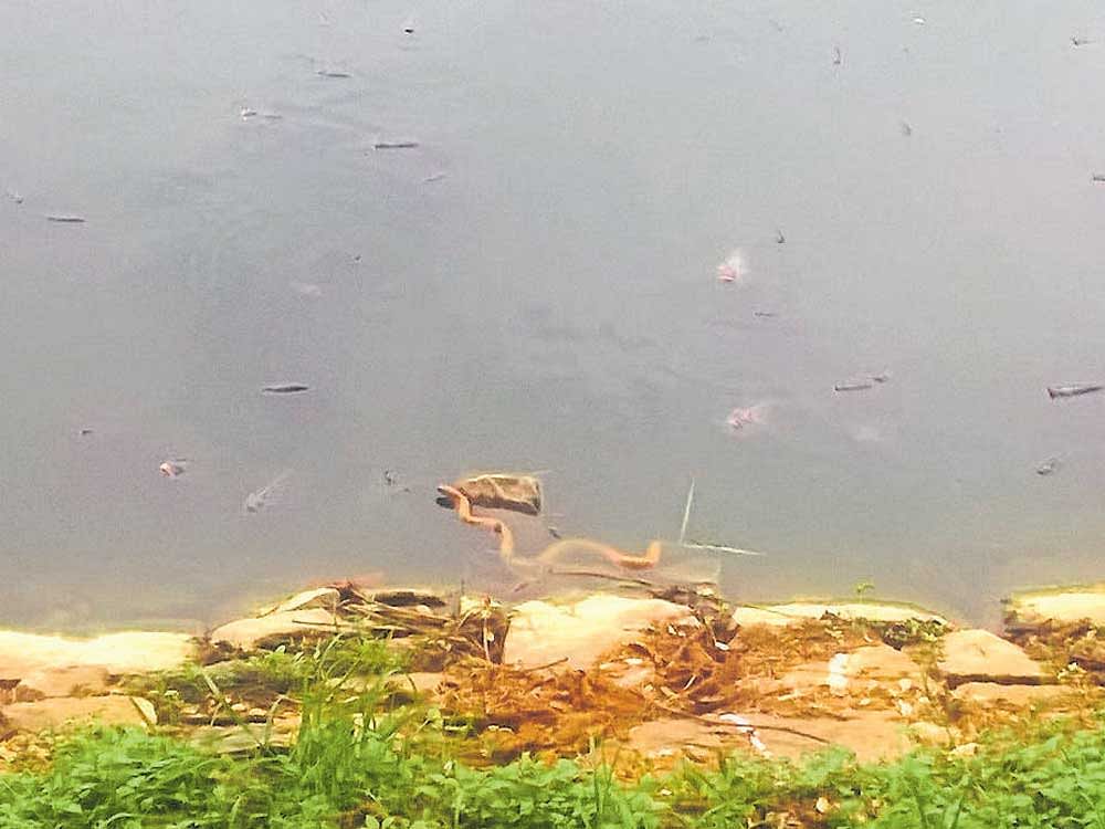 Dead fish and snakes were floating in Chinnappanahalli lake near Marathahalli on Thursday. dh photo
