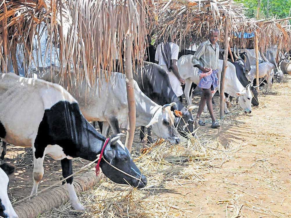 The Meghalaya Assembly today unanimously passed a resolution opposing the Centre's notification banning the sale and purchase of cattle at animal markets for slaughter and demanded its withdrawal as it would 'impact the economy of the state and the food habit of its people'.  File photo