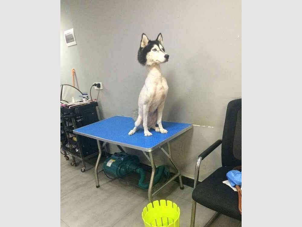 The photo of the shaved Husky has prompted debate on twitter and attracted concerned comments. Photo credit: reddit.