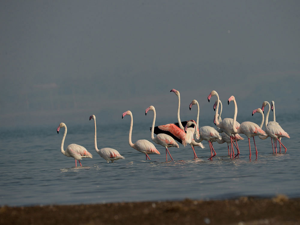 Birds like flamingoes use the Kol-e-Hashmat wetlands as a resting ground in the midst of their migration. file photo.