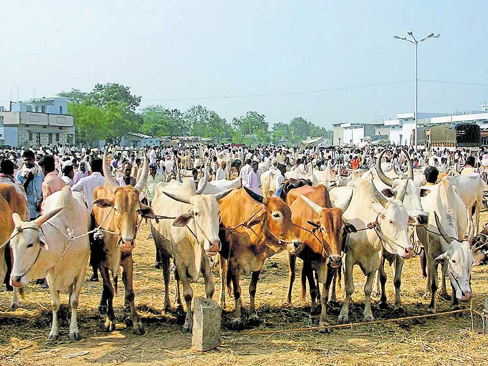 price of holiness: The BJP believes that cows should be protected, because they are considered holy by the Hindus. Some 18 states have already banned slaughter of cattle. But the ban could end up hurting some Rs 25,000 crore in annual beef exports and lakhs of jobs.  dh photo