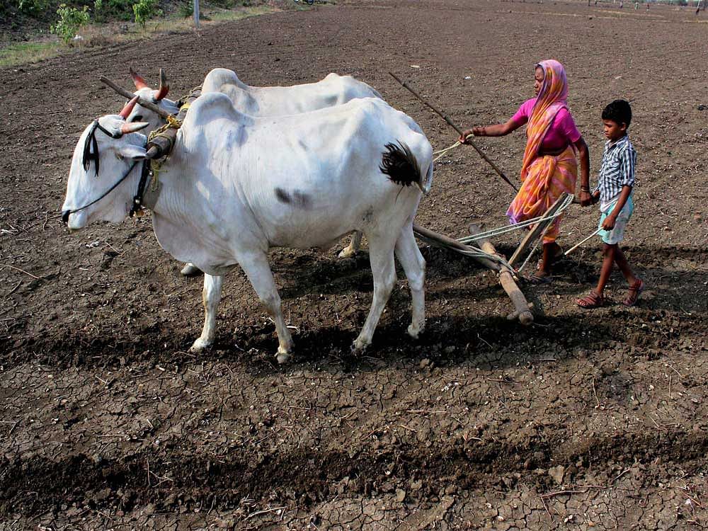 Under a proposal approved by the Cabinet, the Centre will provide a subsidy of up to 5% on farm loan interest, sources said.  PTI file photo