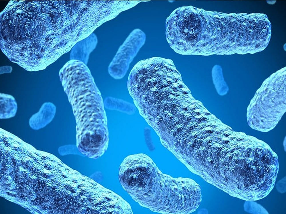 Bacteria found in the gut could help fight Alzheimer's and slow down ageing. twitter photo for representation