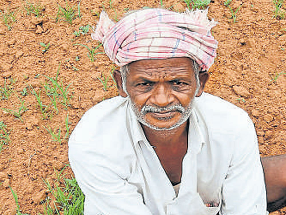 Farmers alleged that the state government was having an indifferent attitude to their demands for loan waiver after their crops were damaged due to heavy rains and hailstorm last month. Representational Image. DH photo