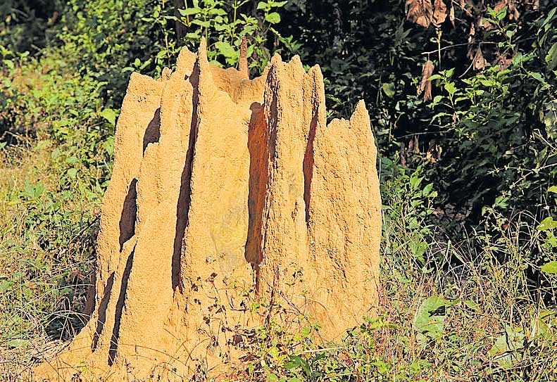 termite diversity Two types of termite mounds, lenticular and cathedral, are commonly seen in the forests of South India.