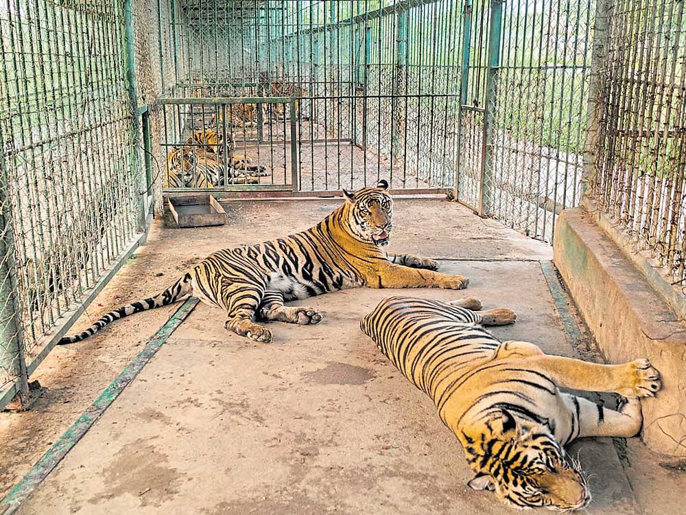 threatened Tigers in cages at a zoo in Laos. The zoo also has deers, bears and other animals. PHOTO CREDIT: Adam Dean/NYT