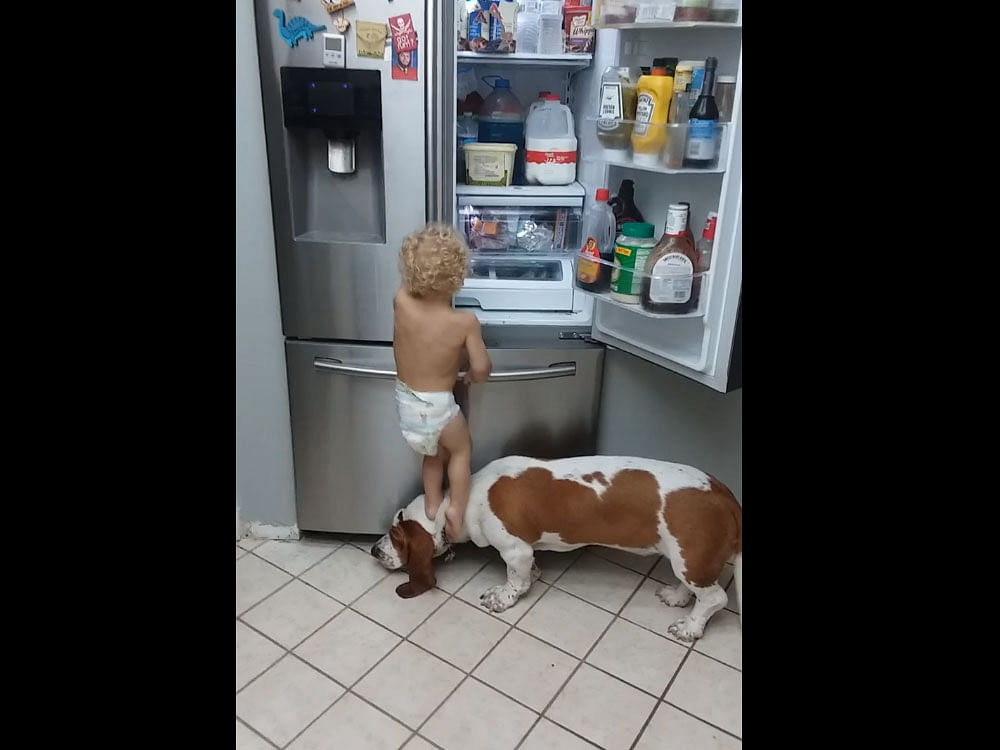 The video shows how the toddler got help from his dog to open the fridge door.