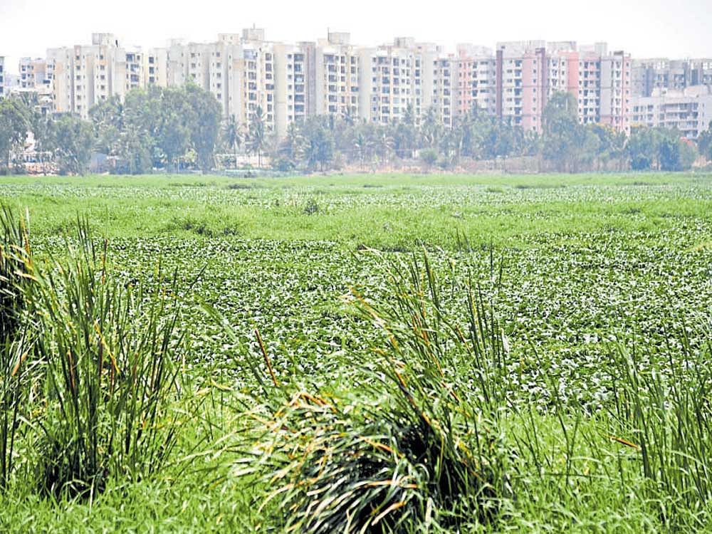 The KSPCB  has identified 547 apartments, commercial spaces and educational institutions for polluting Bellandur and Varthur lakes. dh file photo