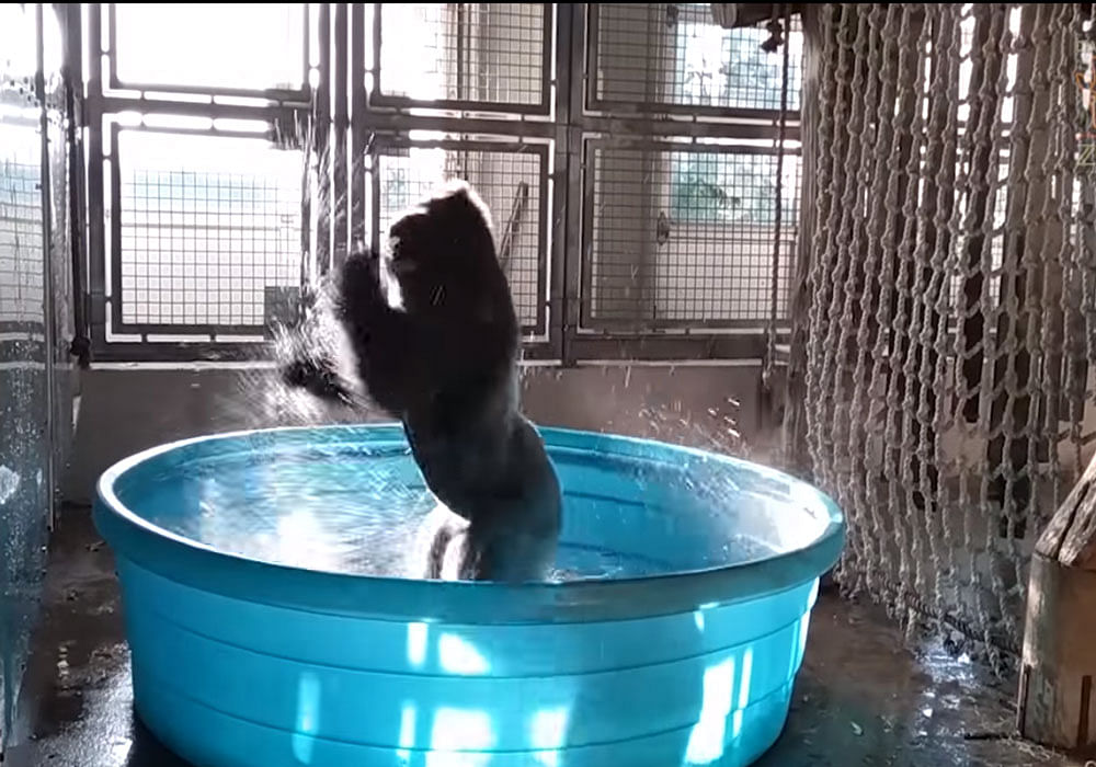 The video shows Zola, a silverback, splashing around in a tub in an enrichment session. Photo credit: youtube.