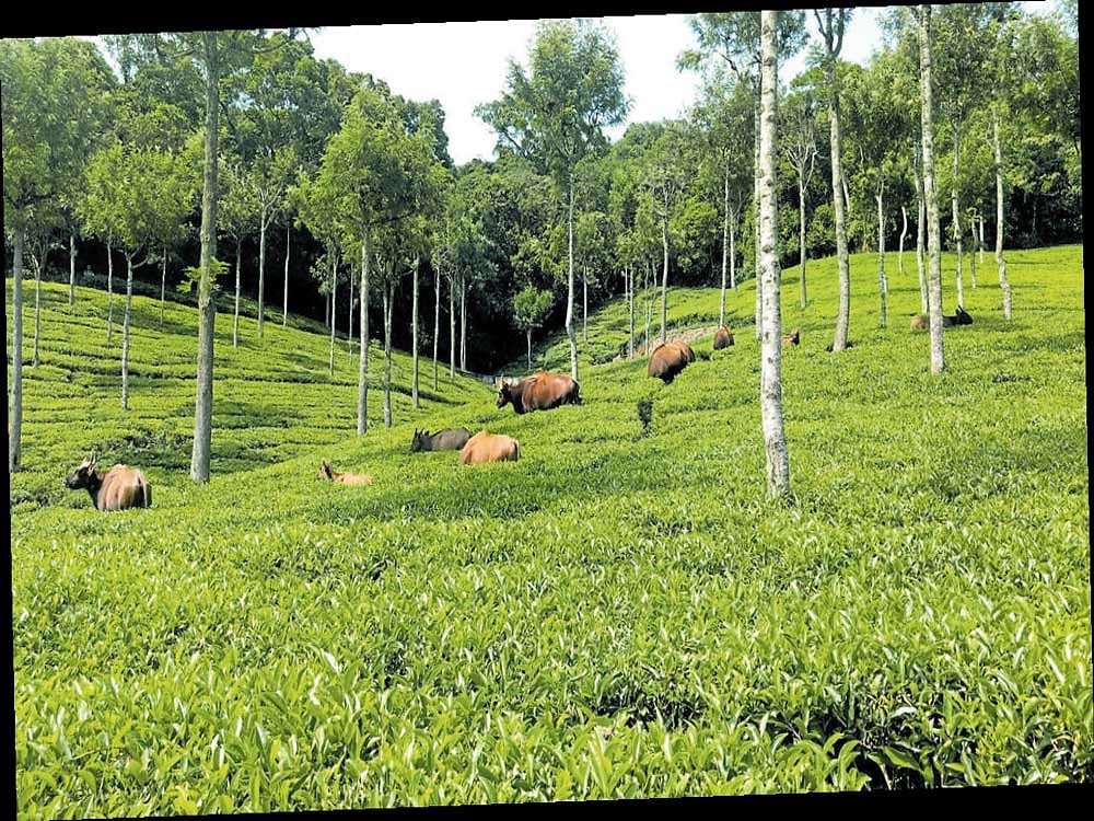 Bisons grazing in the tea plantations on the way to Rangaswamy Hills.