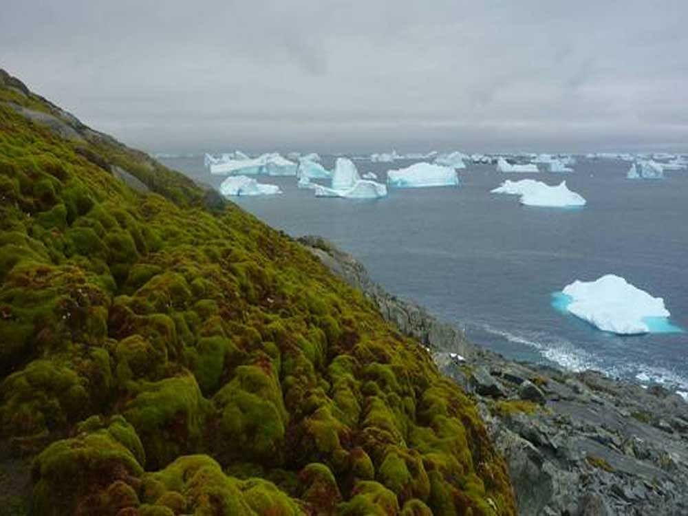 The melting of the Antarctic ice may cause severe changes to the continent's biodiversity. file photo.