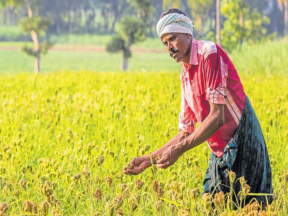 Somashekhara in his finger millet field in Shivalli village, Mandya. Photo by Jagadeesh Mandya