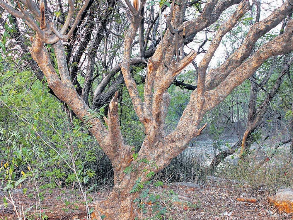 A nature patch