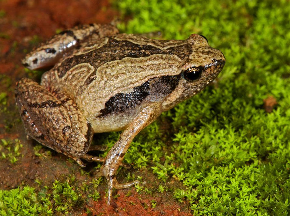 Of these survivors, just three major kinds of frogs went on to diversify and populate the planet. Some 6,700 known frog species exist today. DH file photo