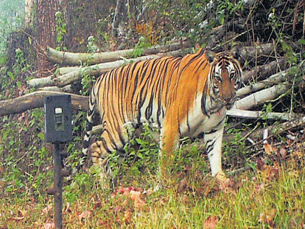 The tiger that was spotted by a camera trap at Nagarahole.