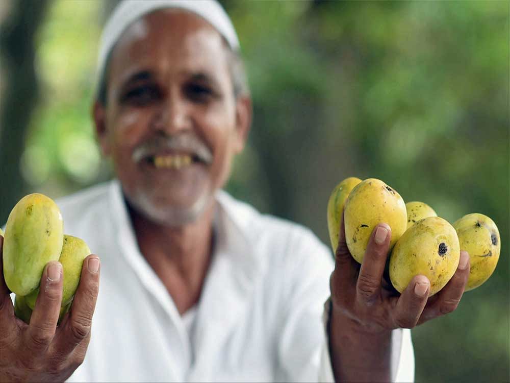 Called Anwar Rataul in Pakistan and Rataul in India, the not-so-humble variety of mango, had people in both countries fighting for ownership of its legacy. PTI Photo