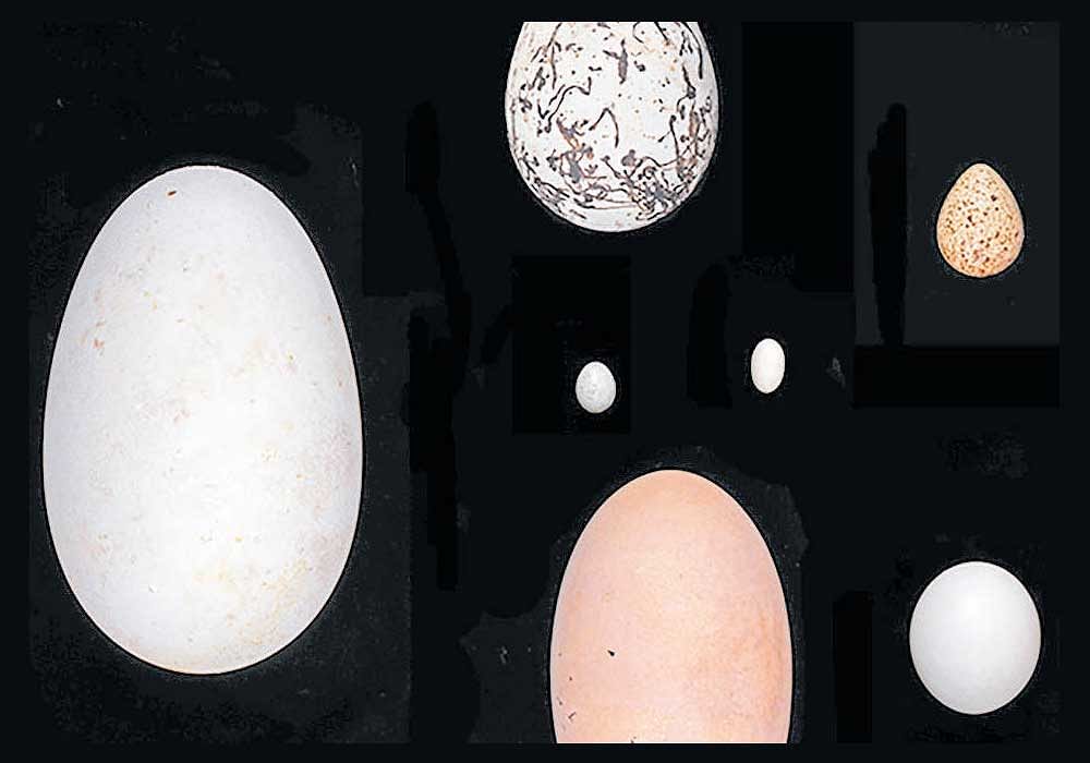 a brilliant array: A collection of bird eggs of different shapes and sizes. photo credit: Harvard Museum of Comparative Zoology via NYT