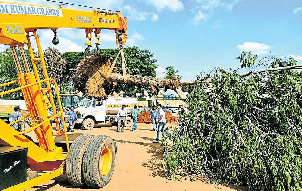 The jamun tree being translocated with the help  of a crane.