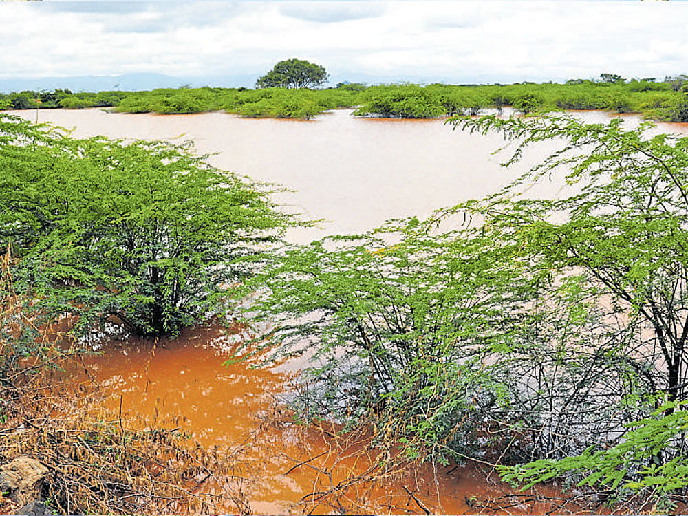 Thorny bushes seen on the silt-laden Ummathuru lake, where Chief Minister Siddaramaiah will launch lake filling project in Chamrajanagar district on Friday.