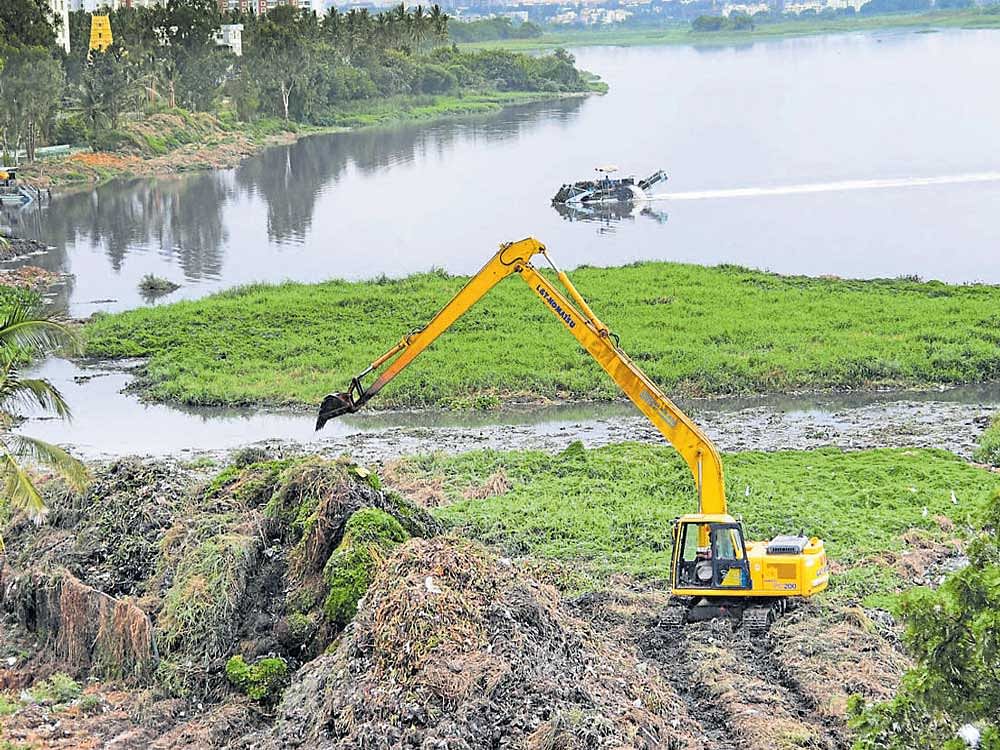 Excavators clear weeds from Bellandur lake. DH PHOTO