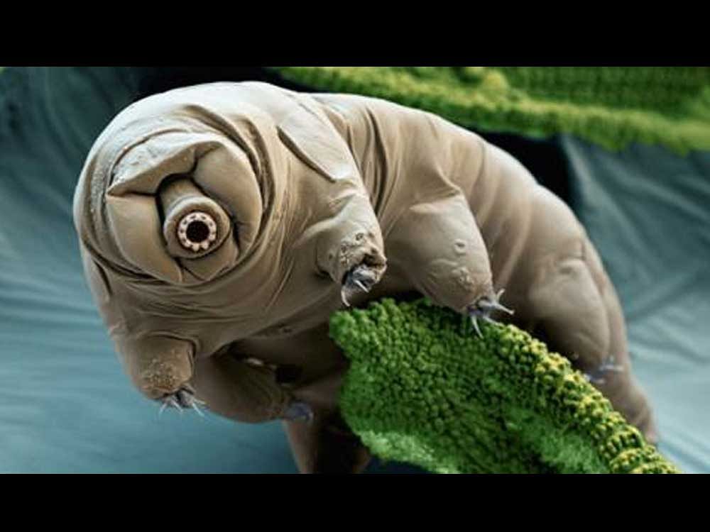 The tardigrade - an eight-legged micro-animal - has been named the world's most indestructible species. Image Courtesy: Twitter