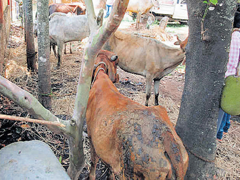 Bovine smugglers allegedly killed at least half-a-dozen stray cattle and fired at people in a village in Badaun district. Image for Representation