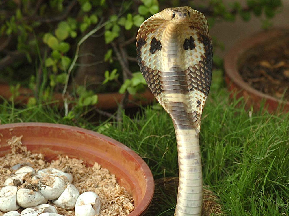 Adult venomous snakes such as cobras have control over their glands. They bite people to create fear and buy their time to escape from the threat scene. DH FILE PHOTO