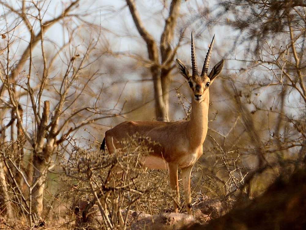 Apart from the chinkaras (above), other animals such as wolves and owls have been spotted in the Yadahalli Chinkara Wildlife Sanctuary in Bagalkot. PHOTOS BY M R Desai & FOREST DEPARTMENT