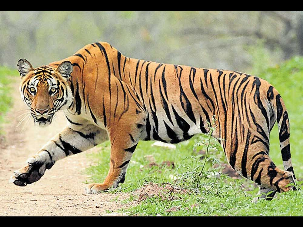 Project Tiger, which the government wants to manage from Bengaluru, is currently run from the Nagarahole and Bandipur forests. dh file photo